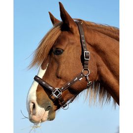 Недоуздок "Active Horses" Fair Play Недоуздок "Active Horses" Fair Play